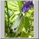 Pieris napi - Gruenaderweissling w01.jpg